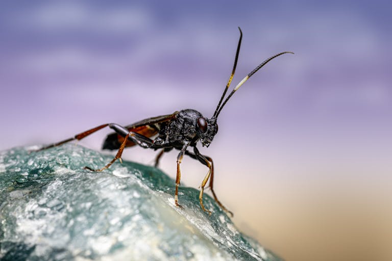 Close-up image of a black ichneumon wasp resting on a textured rock. Vivid colors and striking detail.