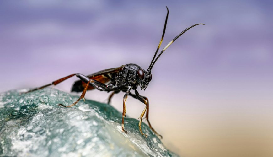 Close-up image of a black ichneumon wasp resting on a textured rock. Vivid colors and striking detail.