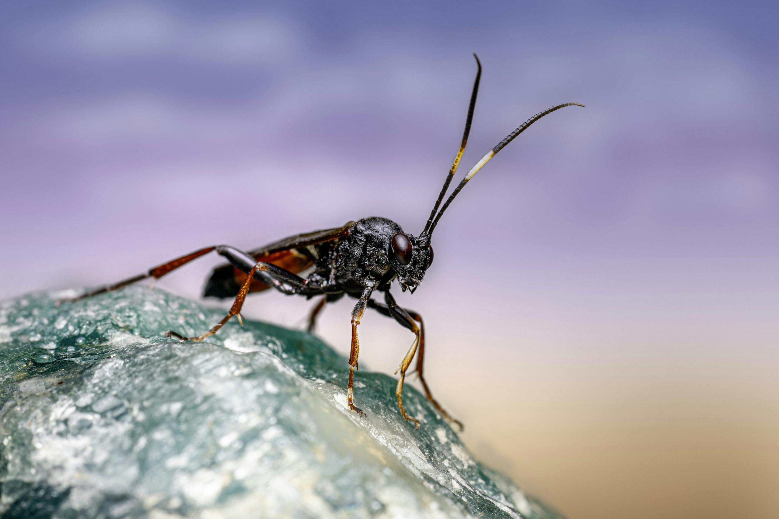 Close-up image of a black ichneumon wasp resting on a textured rock. Vivid colors and striking detail.